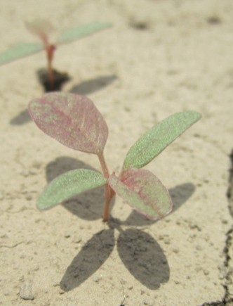 Seedling of Palmer amaranth.