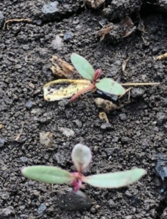 Seedling of redroot pigweed.