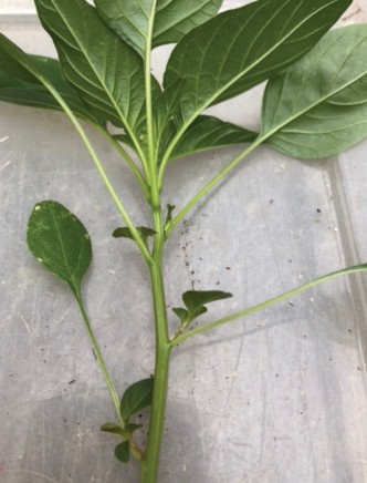 Smooth stem of Palmer amaranth. 