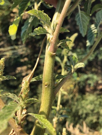 Fuzzy stem of redroot pigweed.