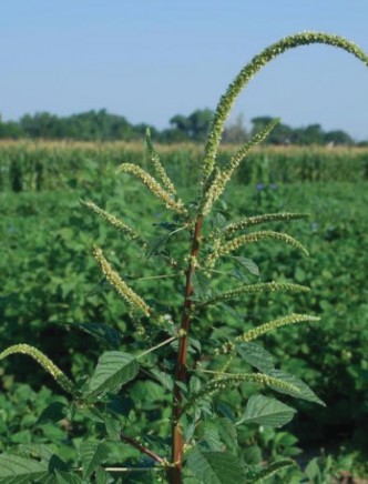 The long flowering stem (inflorescence) of Palmer amaranth. 