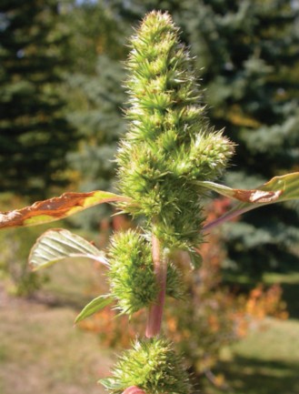 The inflorescence of redroot pigweed is short and thick.