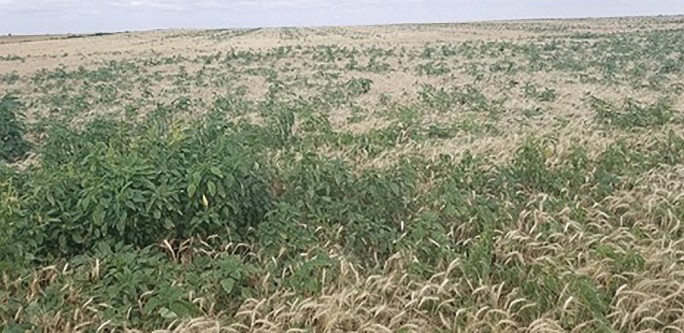 Palmer amaranth in winter wheat field in Oklahoma.