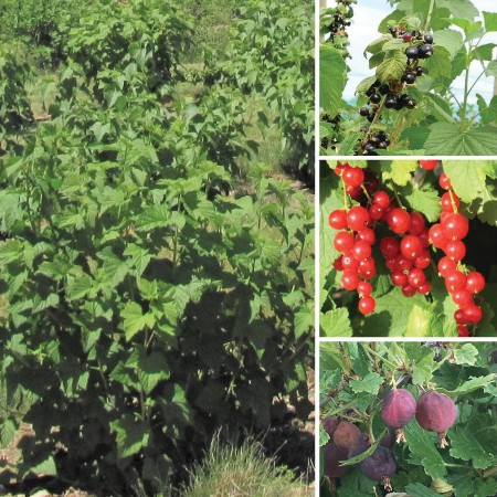 Left: currants and gooseberries growing together are almost indistinguishable. Top right: black currant berries. Middle right: bright red currant berries. Right bottom: pale purple gooseberries