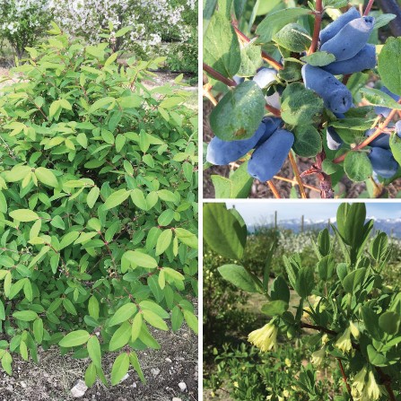 Left: A haskap bush in the field. Top right: long purple haskap berries. Bottom right: yellow haskap flowers