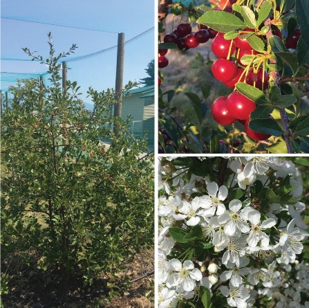 Left: dwarf sour cherry bush under bird netting. Top right: bright red dwarf sour cherry fruits. Bottom right: delicate white dwarf sour cherry flowers