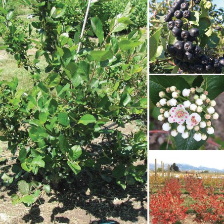 Left: A large aronia bush in the field. Top right: dark blue, almost black aronia berries. Middle left: white and pink aronia flowers. Bottom left: deep red foliage of aronias in the fall