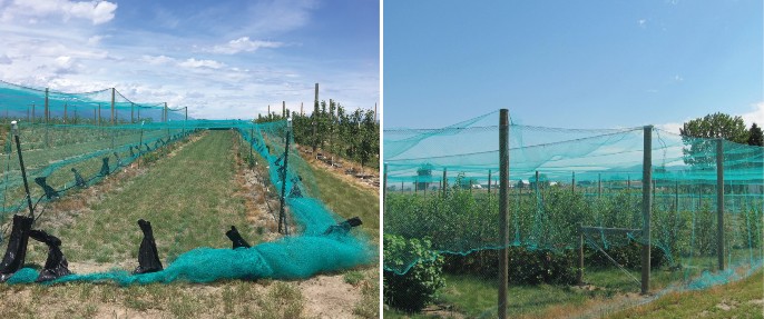 Left: a low netting system holds a blue net about four feet off the ground. Right: over-orchard netting holds a blue net about ten feet off the ground