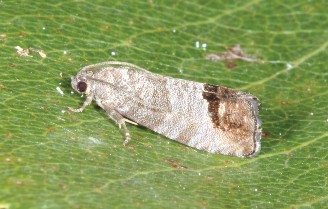 A brown and tan adult Codling Moth on a green apple leaf