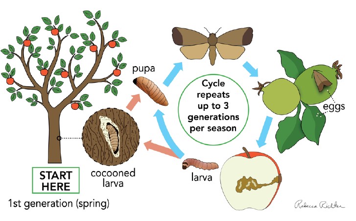 A color diagram of the Codling Moth life cycle in Montana