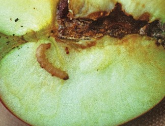 Codling moth larvae and frass on cut surface of an apple sliced in half