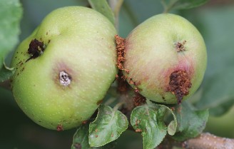 Two green apples on a tree touching one another and showing signs of codling moth infestation - including entry/exit holes and frass piles