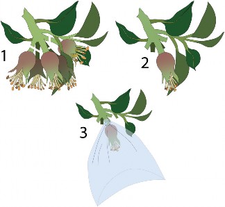 Three numbered illustrations on an immature apple fruit cluster: 1)white lines indicate where cuts should be made on fruit stems. 2) fruit cluster with single remaining fruit. 3) fruit enclosed in a Japanese-style fruit bag