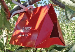 Orange delta-style pheromone trap hanging in an apple tree.