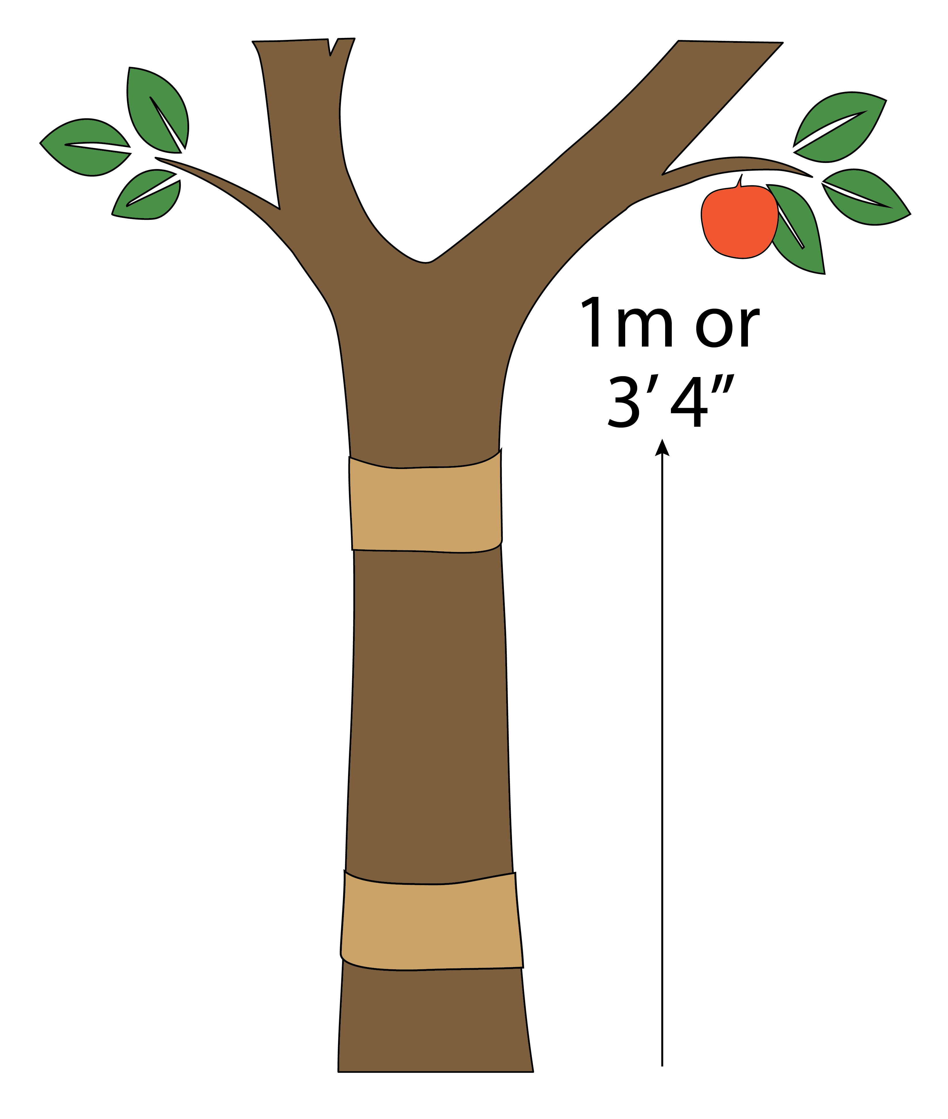 An illustration demonstrating the proper height and spacing for banding on a tree for CM control
