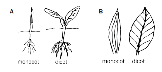 Hand drawn images of monocot and dicot seedlings on the left and monocot and dicot leaves on the right