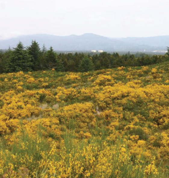 A field infested with yellow Scotch Broom flowers with trees and mountains in the background.