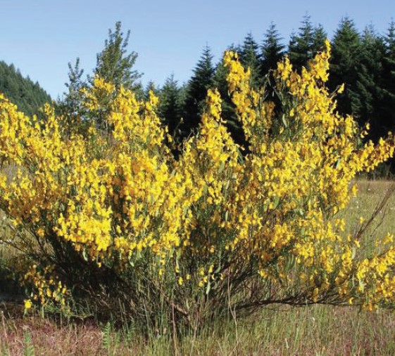 A large Scotch Broom shrub with bright yellow flowers in a field.