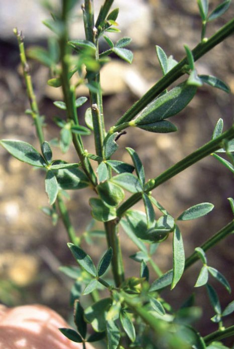 A close-up shot of Scotch Broom leaves display their green, woody stem and compound leaves with three leaflets.