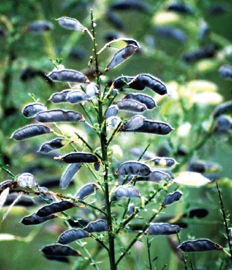 A close-up of dark black Scotch Broom seed pods on a plant in the field.