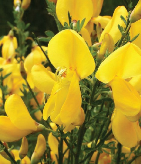 A close-up image of bright yellow Scotch Broom flowers displays their similarity to other flowers of plants in the pea family.