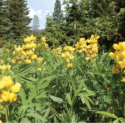 A shot of Mountain goldenbanner in the field shows that it's shorter than Scotch broom