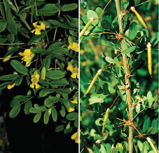 On the left is a shot of Siberian peashrub with yellow flowers, and on the right is a shot of the brown dry stems of Bonsak Hammeraas