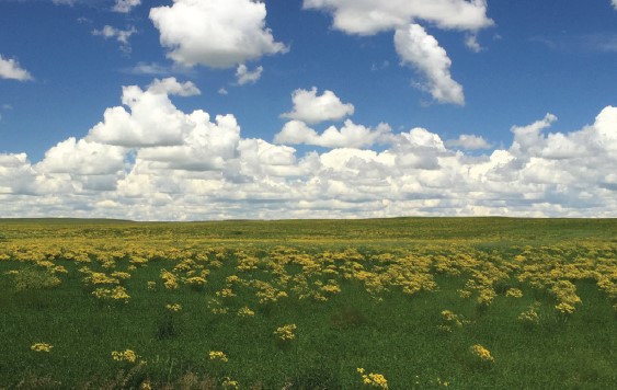 A green field with yellow Narrowleaf hawksbeard plants scattered throughout underneath a blue sky with clouds