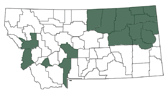 A map of Montana showing counties where Narrowleaf Hawksbeard has been reported in green