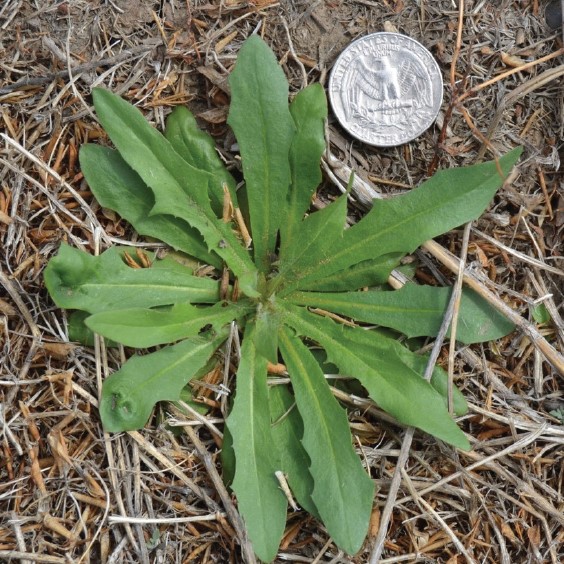 A Narrowleaf hawksbeard rosette in the field next to a quarter for scale