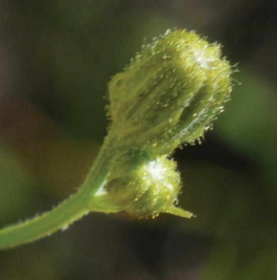 A close-up shot showing the yellowish-green fuzzy buds of Narrowleaf hawksbeard and two rows of involucral bracts.