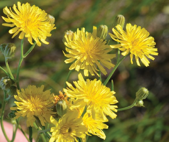 A closeup of yellow Narrowleaf hawksbeard flowers