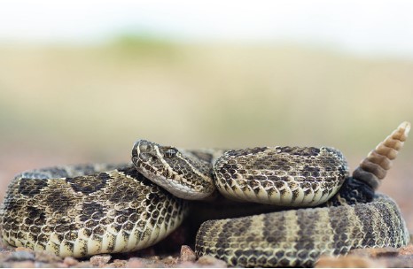 A brown Adult Prairie Rattlesnake coiled up with its rattle visible.