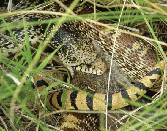 A Gophersnake eating a gopher in the grass.