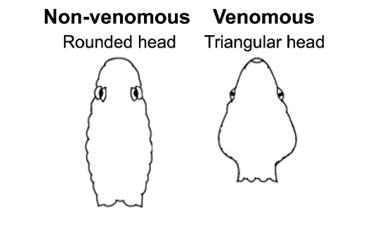 Two side-by-side black and white hand drawn images comparing a rounded snake head, which is non-venomous, and a triangular head, which is venomous.