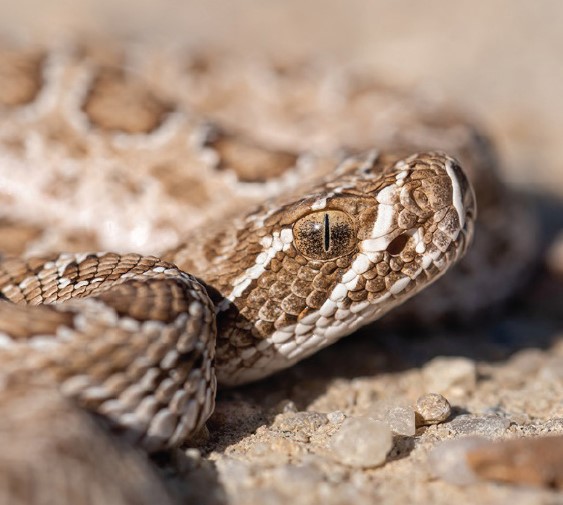 A closeup shot of the face of the Prairie Rattlesnake showing its cat eye and pit