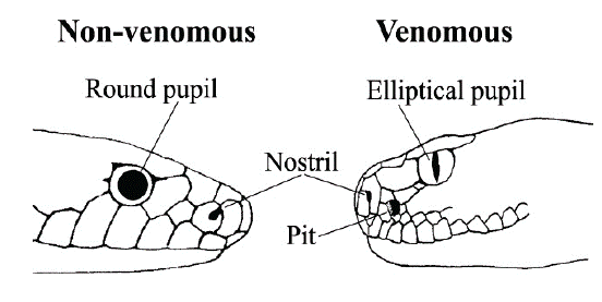 A black and white drawing showing eye and pit comparison between non-venomous and venomous snakes