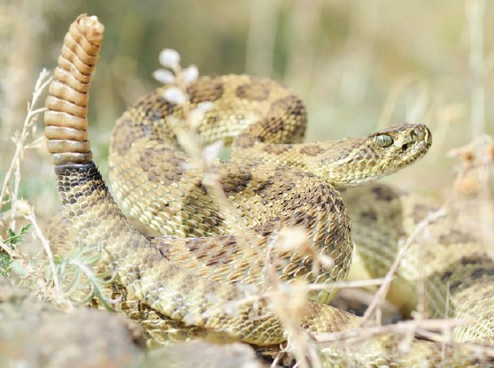 A brown Prairie Rattlesnake coiled up in a defensive position ready to strike. Its rattle is held high in the air.