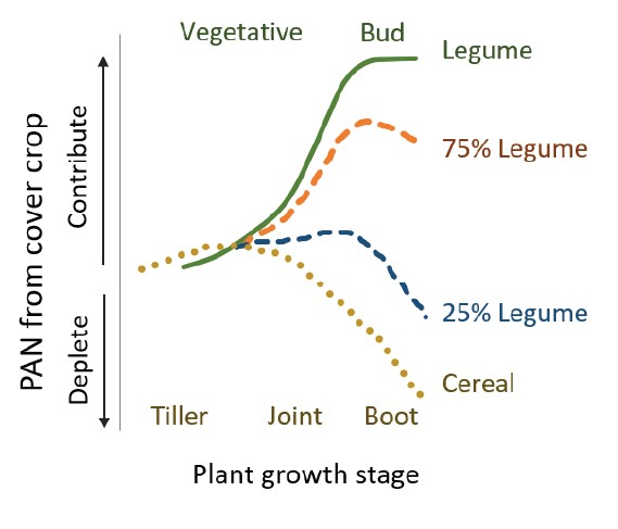 A graph showing the plant available nitrogen by cover legume content and plant stage at termination