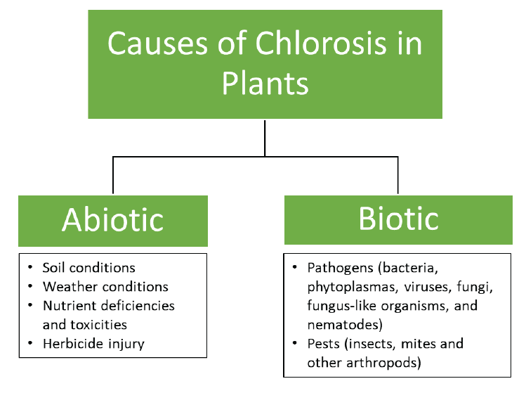 A flow chart demonstrating the summary of possible causes of chlorosis in plants