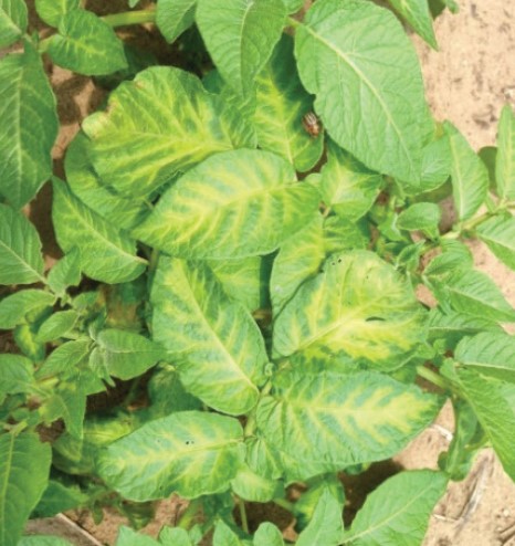 An image of leaves in the field with yellowing prominent in the central vein 