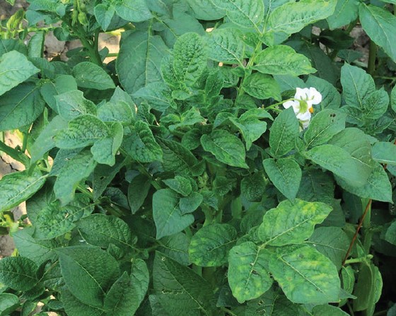 An image of potato leaves showing flecks of yellow and mosaics. This yellowing is caused by Potato Virus Y.