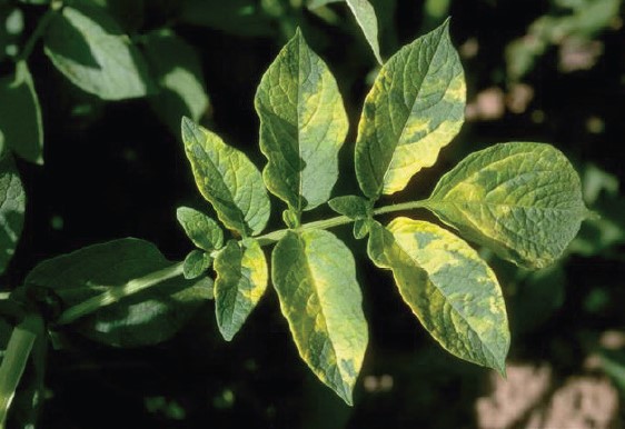 A potato leaf showing yellow mottling throughout the leaves. This mottling is caused by Alfalfa Mosaic Virus.