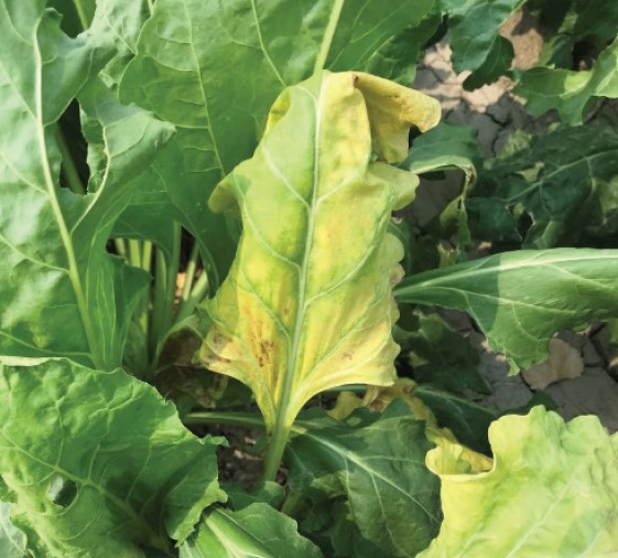 A fully yellow sugar beet leaf in the field is caused by Fusarium oxysporum in this example.