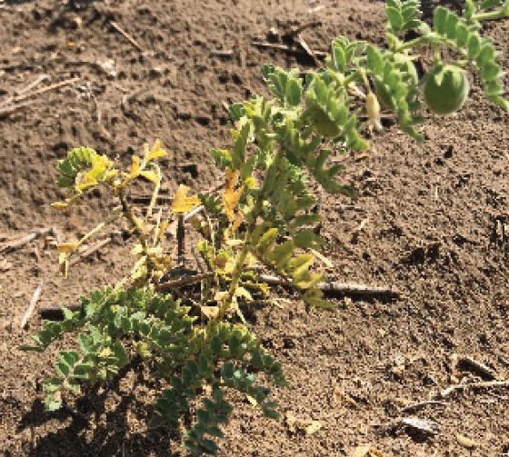 Yellowing throughout a chickpea plant in the field is caused by Fusarium root rot in this example.