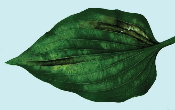 A close-up image of a Hosta leaf infected with foliar nematodes demonstrating chlorosis.