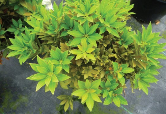 An Andromeda plant displaying chlorosis of its leaves that was caused by the southern red spider mite.