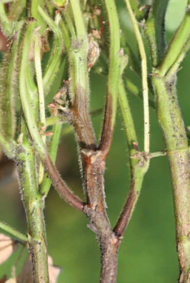Brown rotting of soybean stems