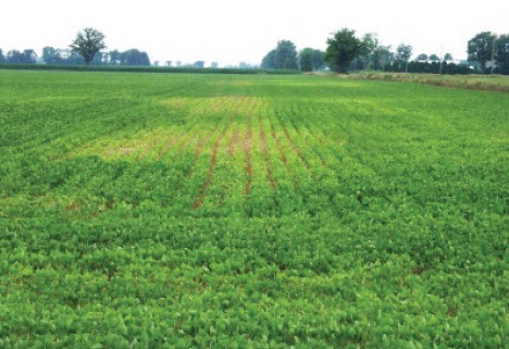 A yellowing chlorotic patch in a soybean field