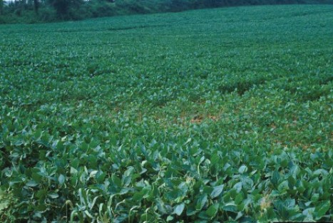 An area of stunted soybean plants in a soybean field